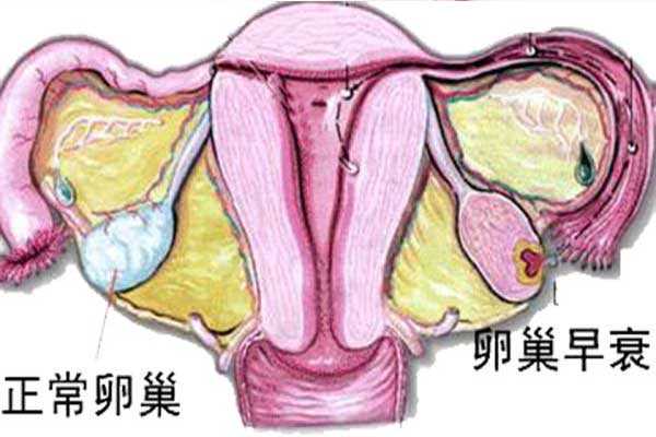 香港验血为什么都是女的,备孕的女性月经量少是不是卵巢早衰